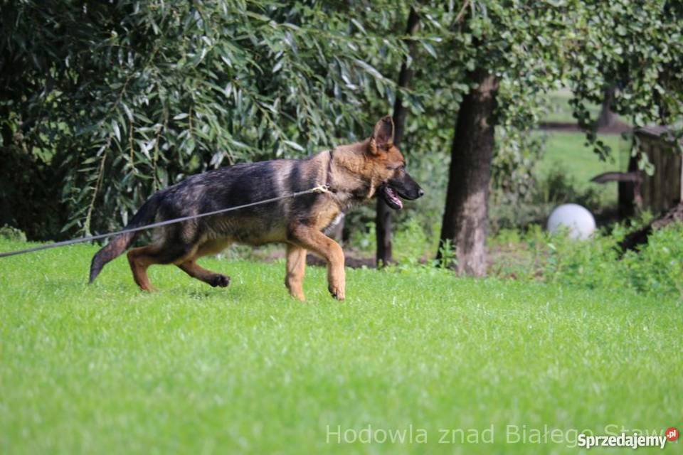 Owczarek Niemiecki krótkowłosy