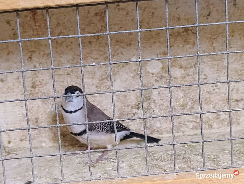 Amadyna Kratoskrzydła