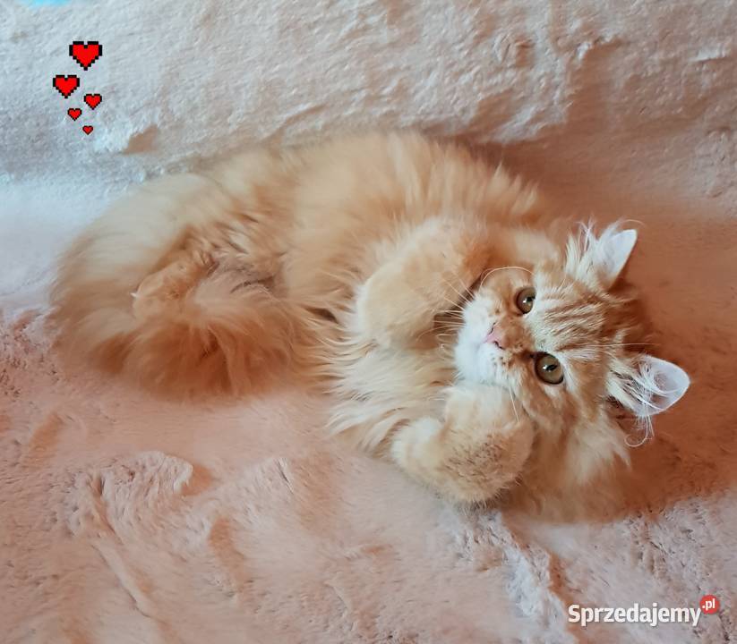 Bajeczny kotek perski