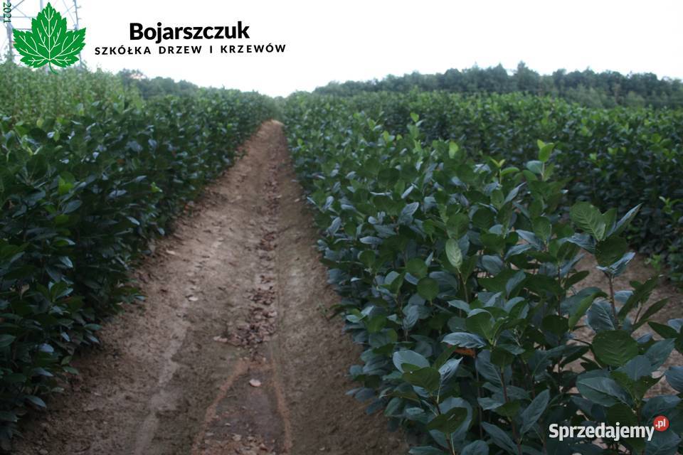 Aronia jednoroczna GALICJANKA wegetatywna WIOSNA Stary Pożóg