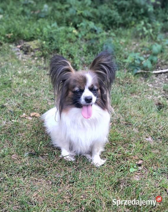 Papillon Spaniel Kontynentalny miniaturowy