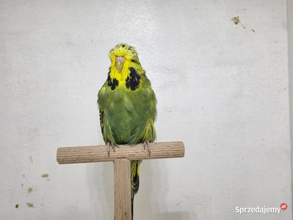 Faliste Wpf para Sieradz