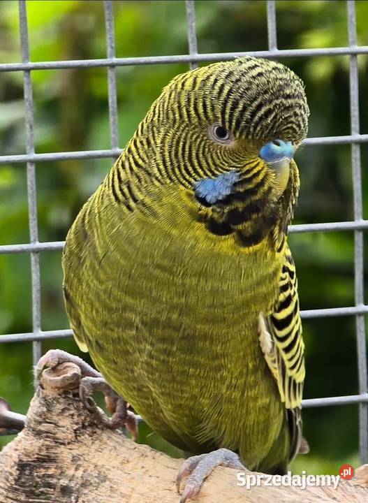 papużka falista blackface łatwo się oswaja może Poznań