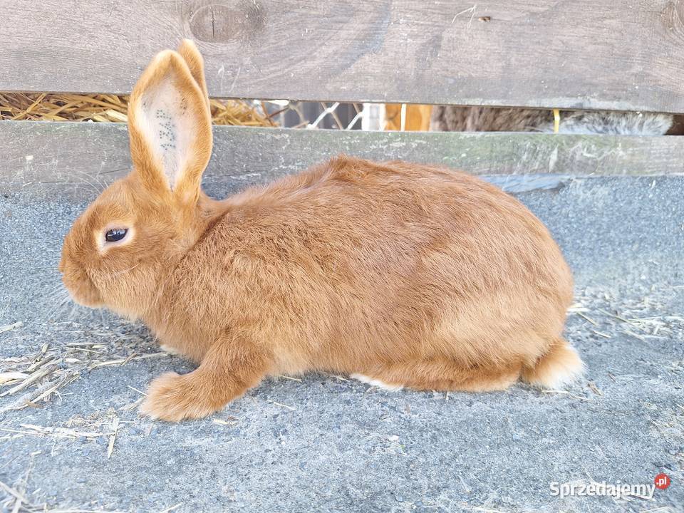 Króliki nowozelandzkie czerwone kujawsko-pomorskie Jeżewo