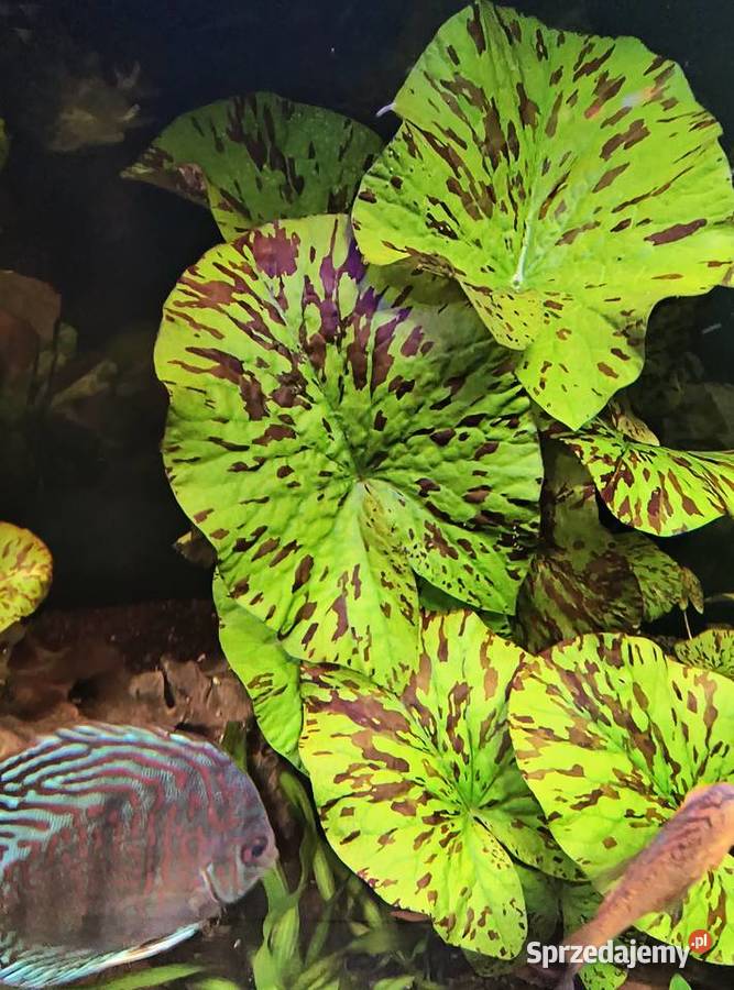 Roślina akwariowa lotos tygrysi Ryby Zgorzelec