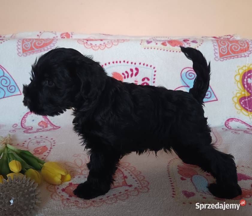 Sunia CZARNA Sznaucer Miniaturowy z rodowodem łódzkie