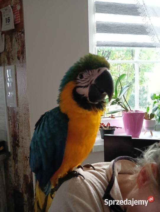 Sprzedam papugę Ara ararauna Charsznica