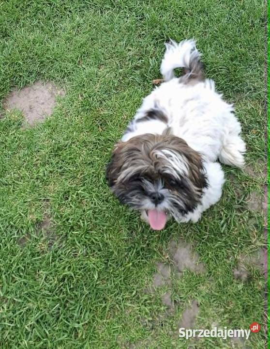 Sprzedam psa Shih tzu Nosów-Kolonie sprzedam