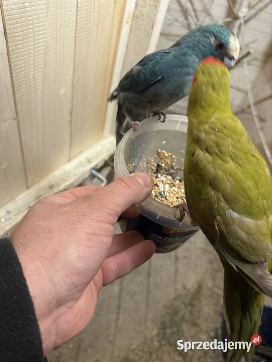 Papugi Świergotki Nowy Sącz