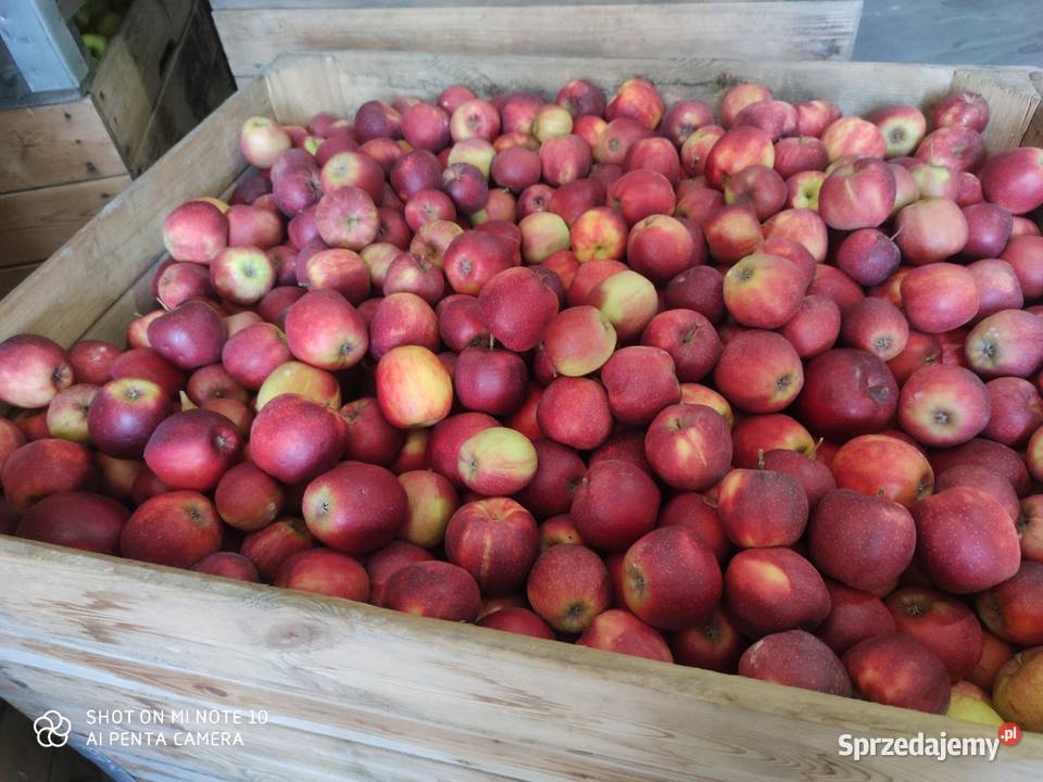 JABŁKA tani 150 Różne odmiany Grójec