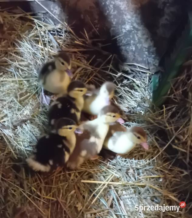 Kaczątka pizmowe francuskie Augustów