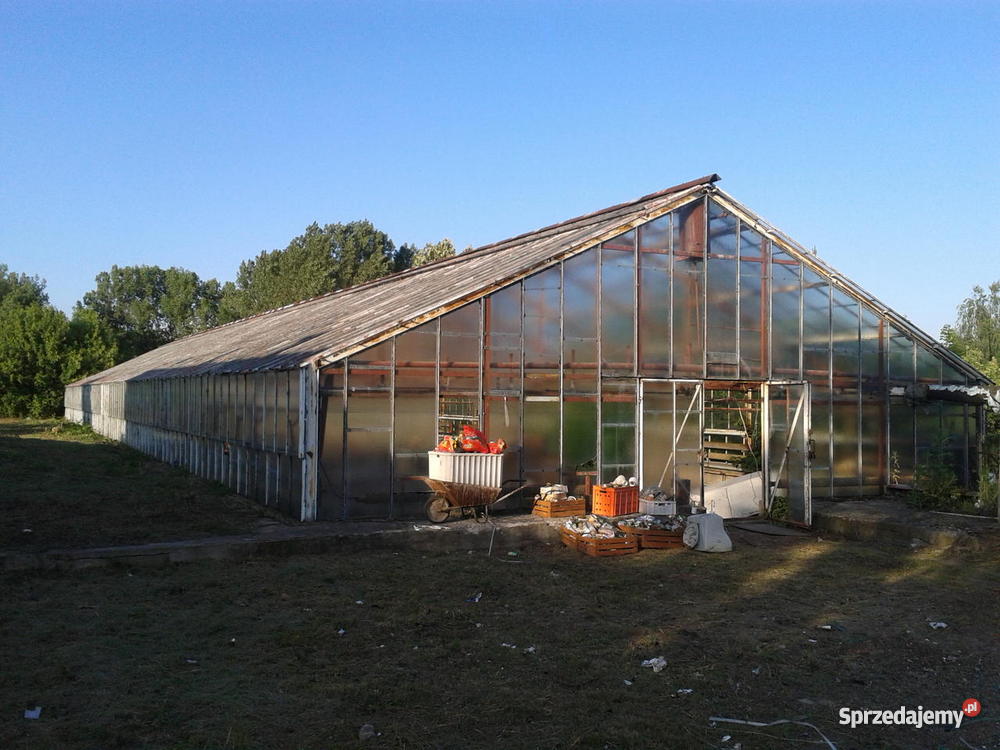 szklarnie Lubień Kujawski sprzedam