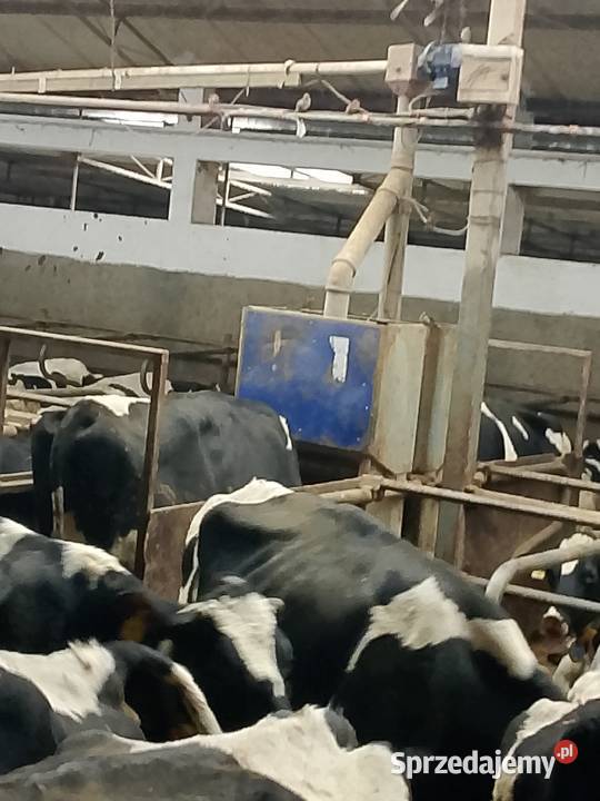 Hala udojowa de laval rybia ość 2x7 stacja Kościerzyna