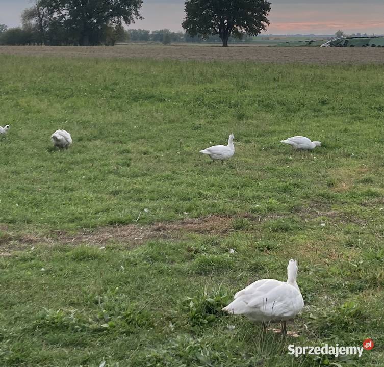 Naturalne kaczki wolnopastwiskowe Prószków sprzedam