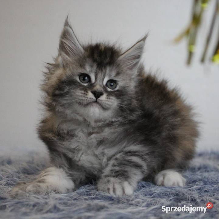 Jedna koteczka i trzy kocurki maine coon