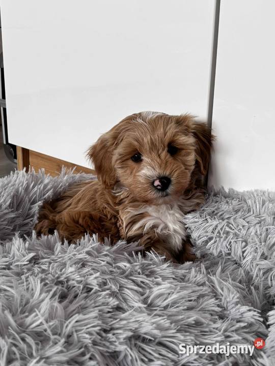 Pieski rasy Maltipoo świętokrzyskie