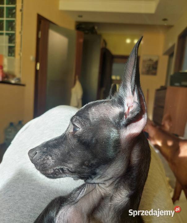 Pinczer Mini Gdańsk