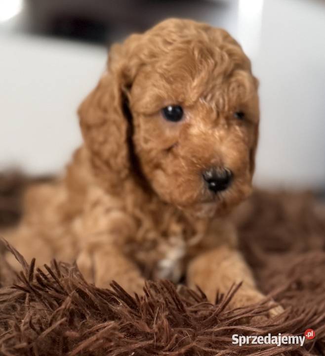 Maltipoo F1B Poznań