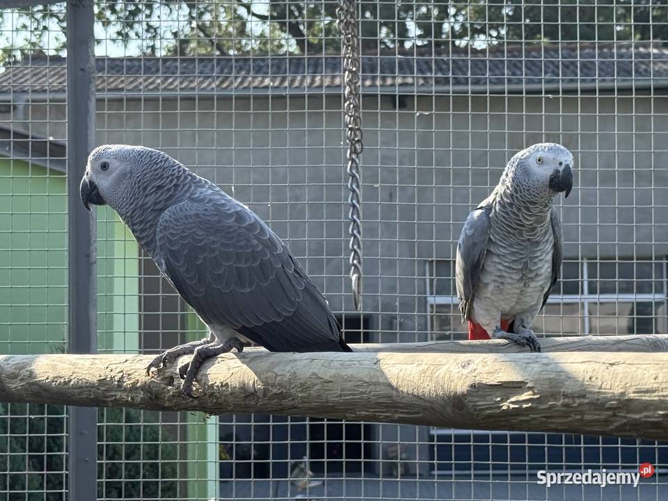 Papuga żako papugi żako para Zielona Góra sprzedam