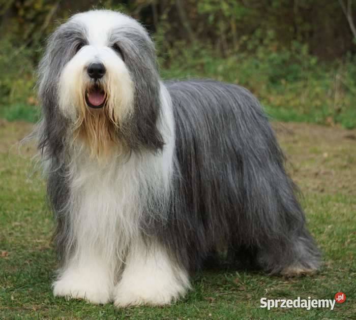 BEARDED COLLIE FCI do rezerwacji Miot w marca Przygodzice sprzedam