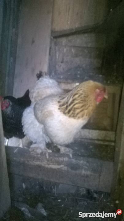 kura kochin kokoszka pomorskie Wejherowo