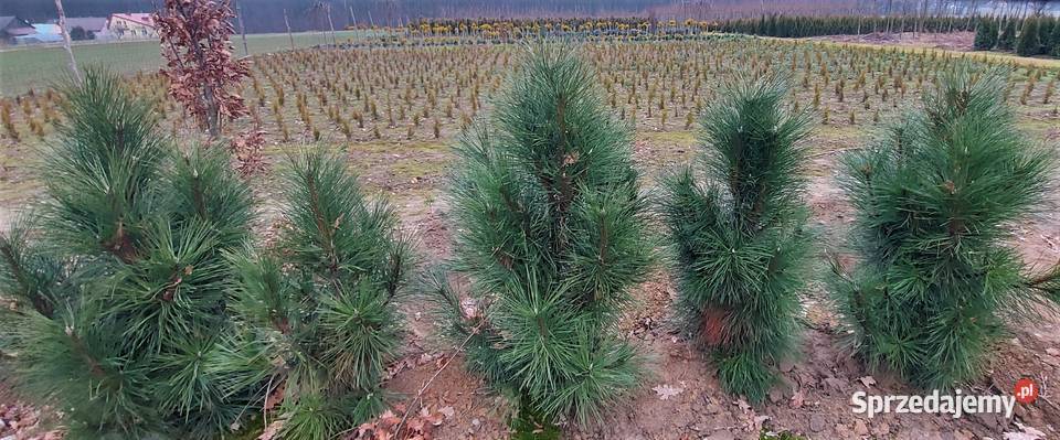 sosna czarna Green Rocket wysokość 150200 Skała