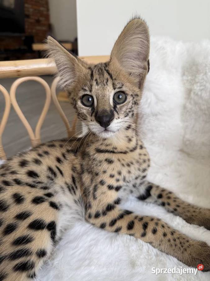 Samiec Serwal Pozostałe Kraków