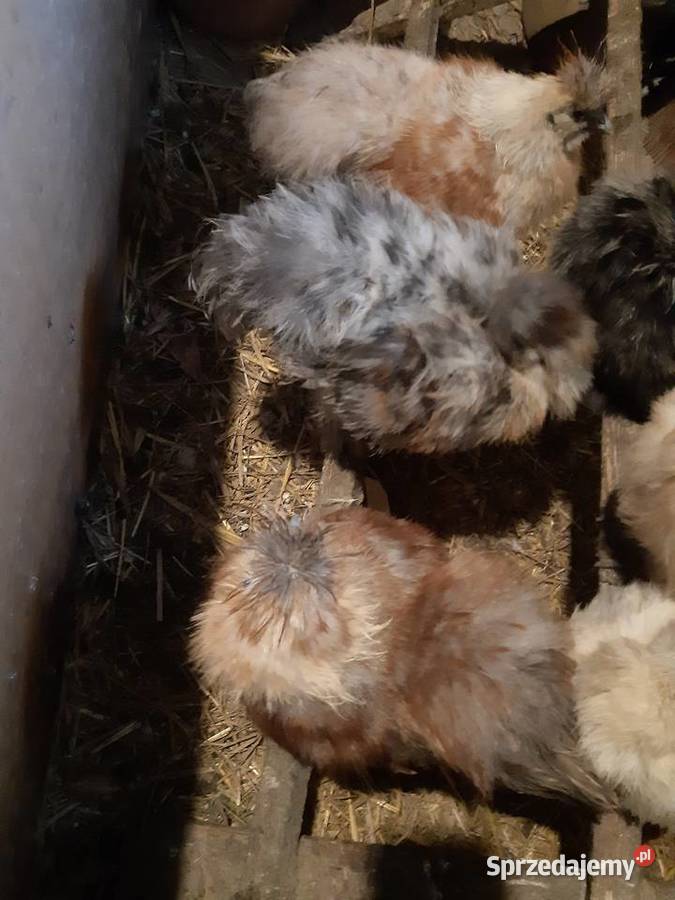 Silka silki koguty Poddębice