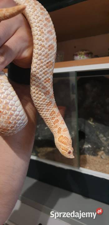 Dorosła samica Heterodon zachodni Yellow Albino Głogów