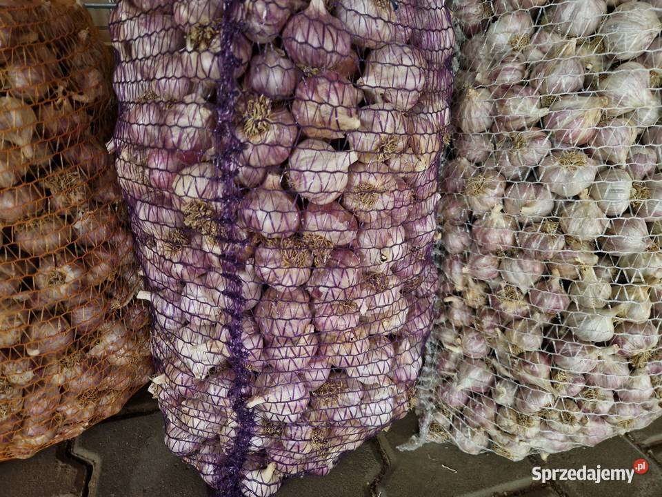 Czosnek przemysłowy Harnaś kilówka polski ostry Pozostałe Kraków sprzedam