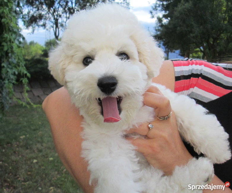 Bichon Frise sprzedam rodowodowe szczenięta FCI Chojna