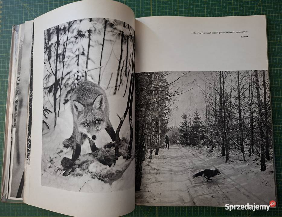 W kniei Włodzimierz Łapiński twarda z obwolutą małopolskie Kraków