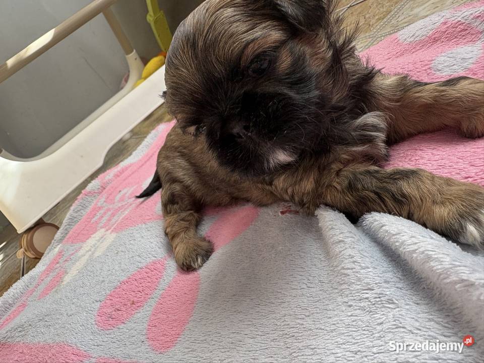 Suczka shih tzu Lekowo