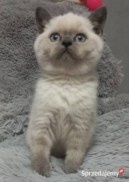 Kotka brytyjska colorpoint rodowód FPL Łódź sprzedam