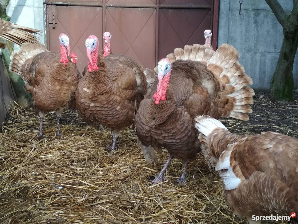 Indory czerwone Pozostałe Radoszyce sprzedam