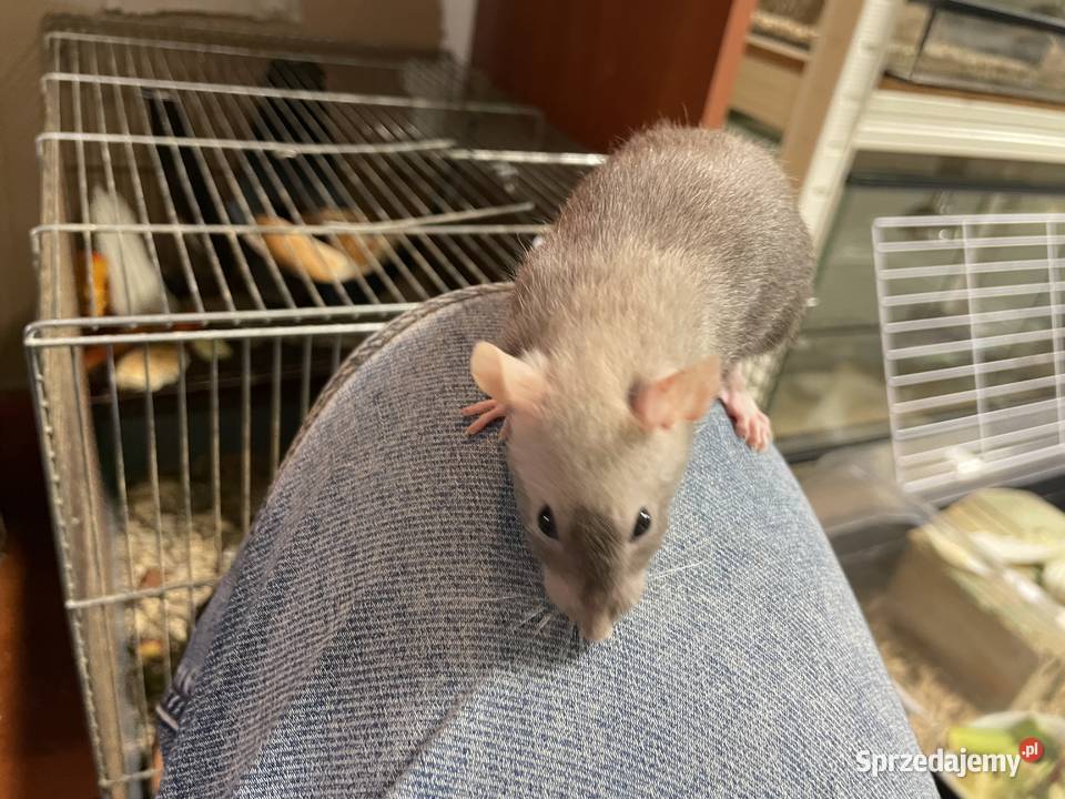Szczury rasowe śląskie Gliwice
