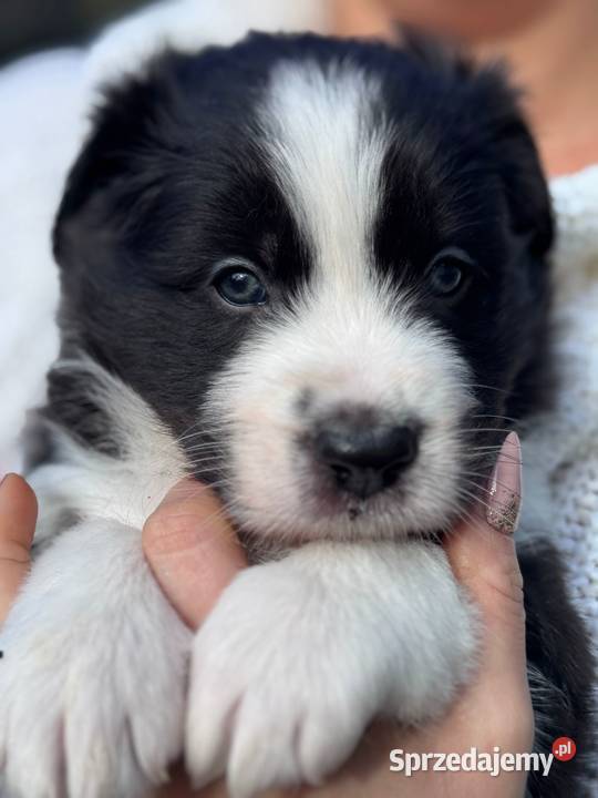 Border collie blue merle niebieskie oczy rodowód Dziekanów Leśny
