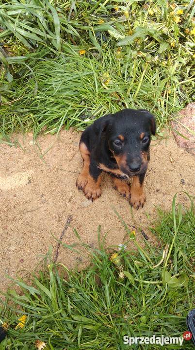 pies myśliwski Psy Goszczyn sprzedam