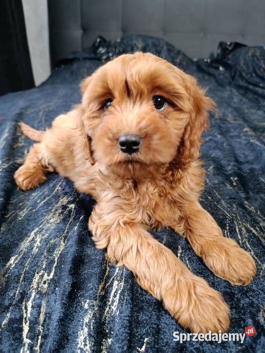 Cavapoo Suczka Szczaworyż