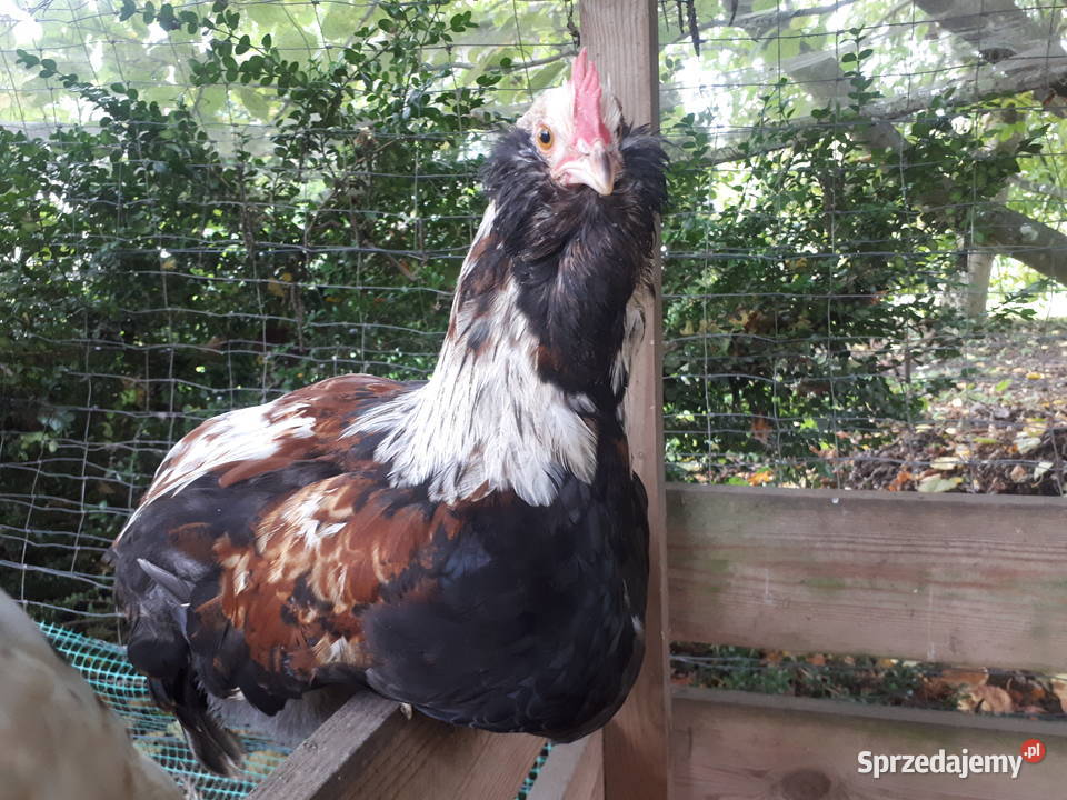 Koguty fawerola łososiowa czubatka włoszka sprzedam
