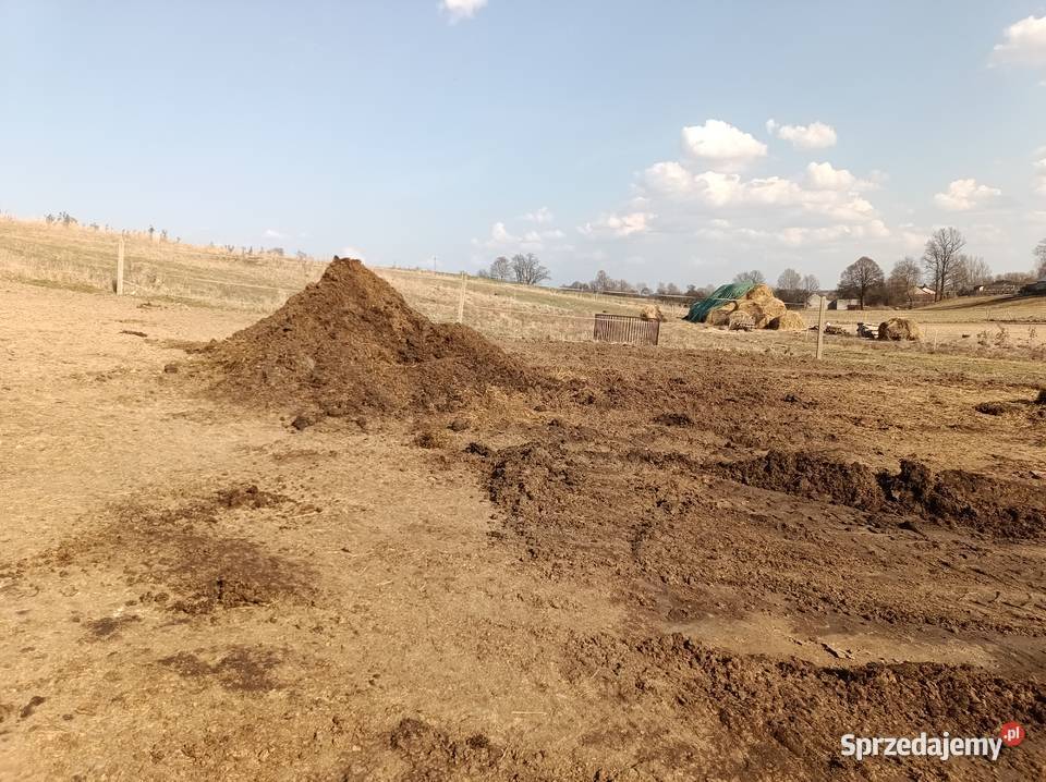 Oddam koński obornik nawóz duża ilość Tomiszowice sprzedam
