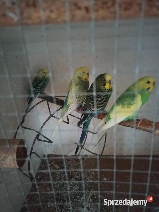 Sprzedam papugi faliste Gębice