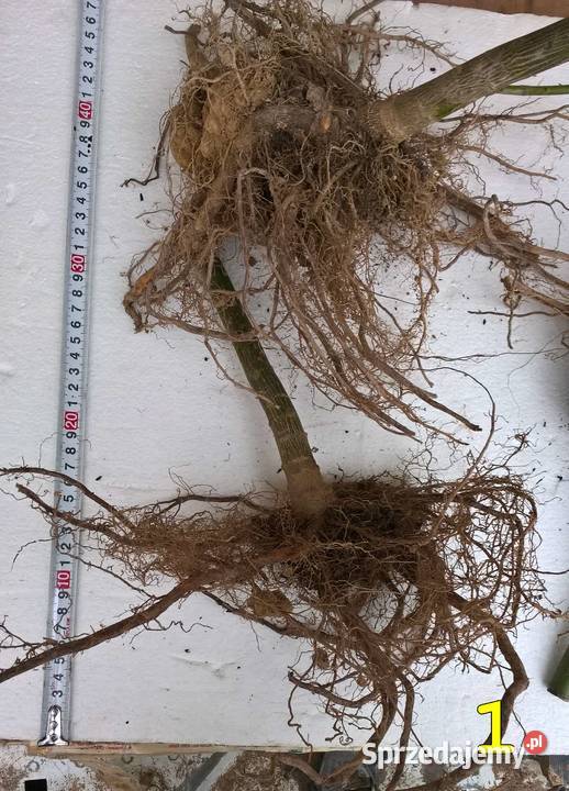 Drzewa tlenowe Paulownia OXYTREE tegoroczne Liściaste Rudnik nad Sanem