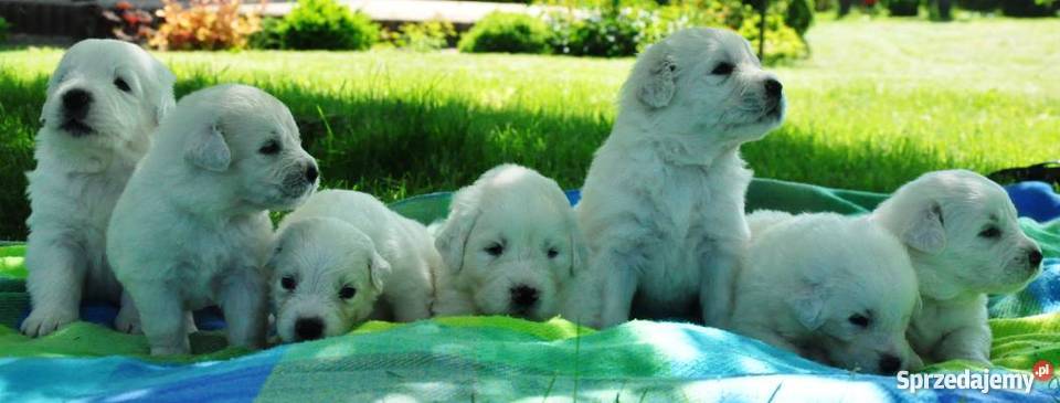 Owczarek podhalański ZkwP FCI szczeniaki lubelskie Nałęczów sprzedam