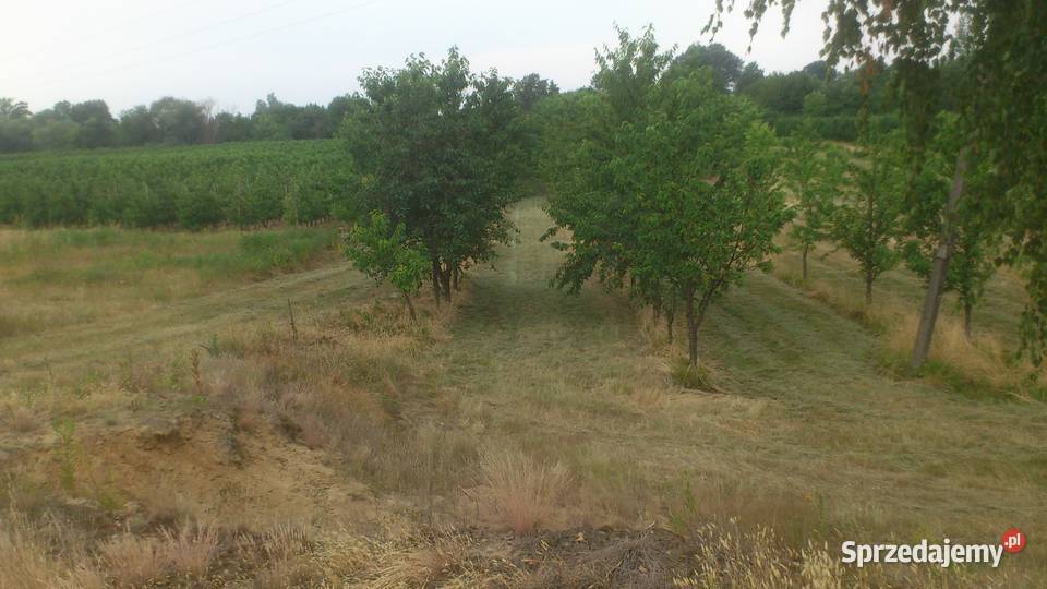 sprzedam zbiór czereśni wiśni śliwek mazowieckie Sobienie-Jeziory
