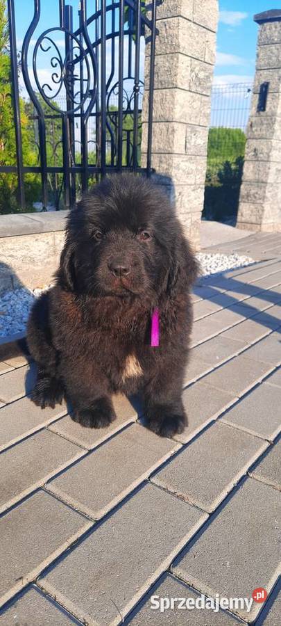 Szczeniaki Nowofundland Wodołaz ZKWP FCI Oborniki