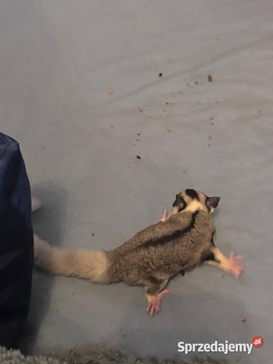 Lotopałanka karłowata dwóch braci samców Poznań