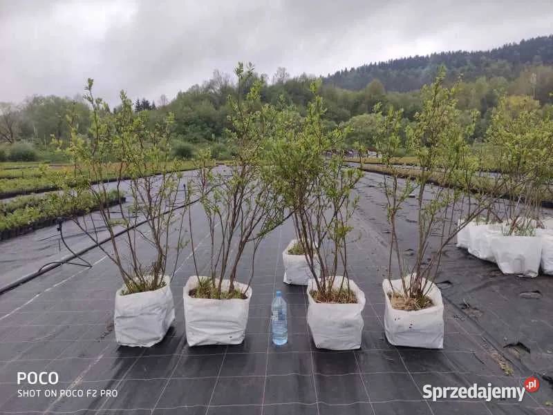 Krzewy borówki amerykańskiej