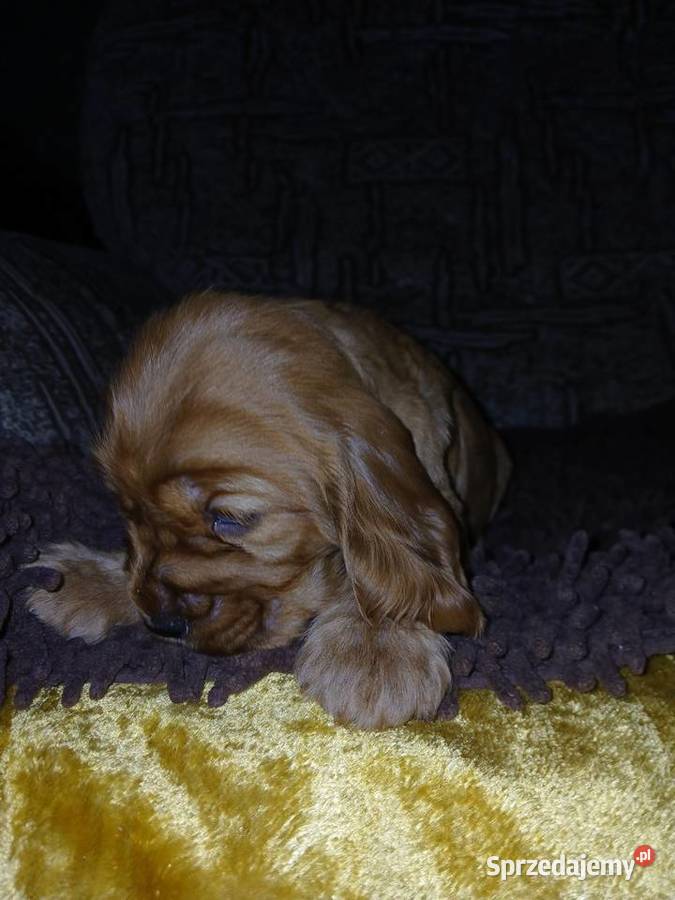 Śliczne Szczenięta Cocker Spaniel Angielski Sieradz