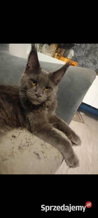 Rezerwacja Maine Coon Kcynia